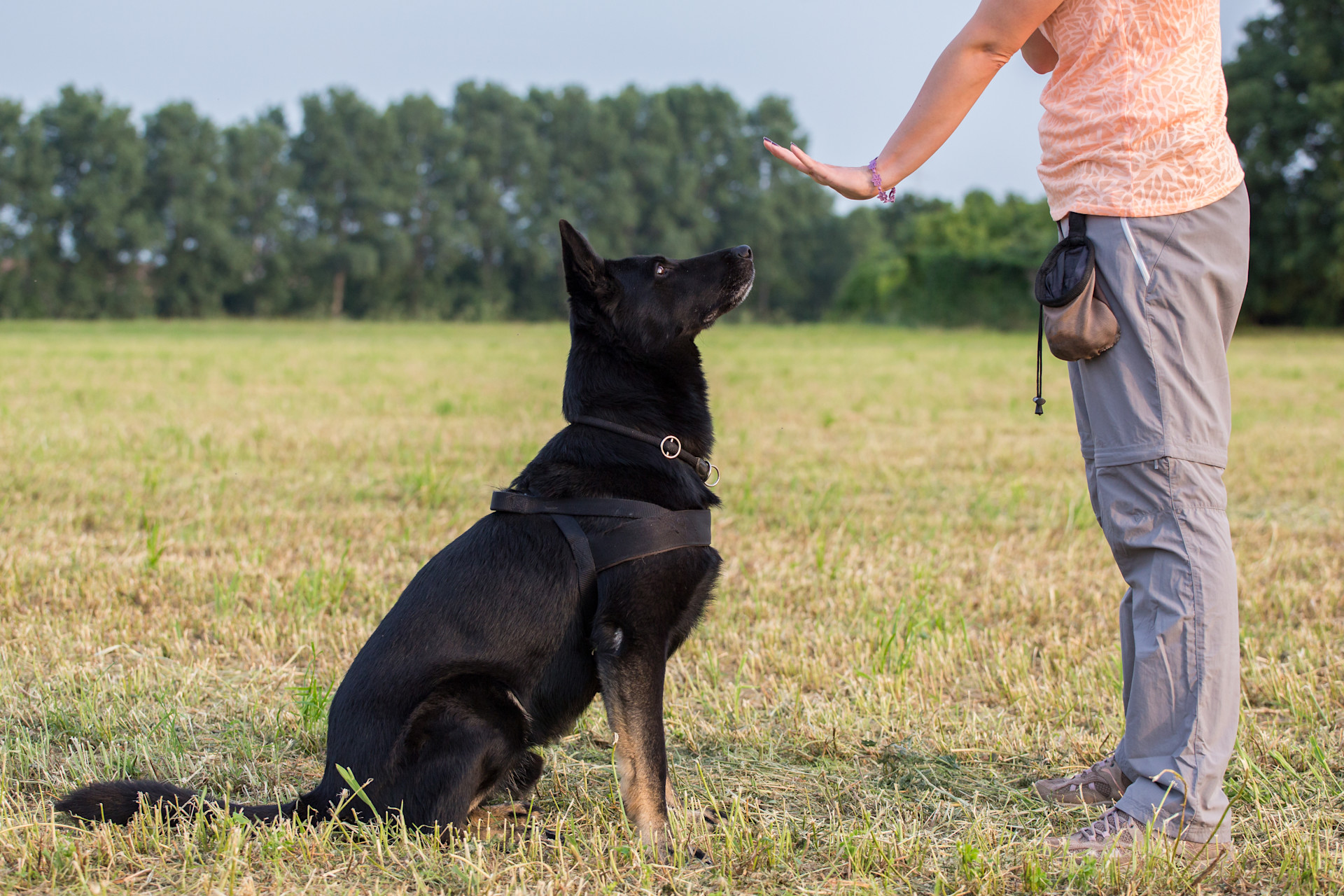 Meet the Dog Trainer on TV Who’s Changing How We Train Our Dogs